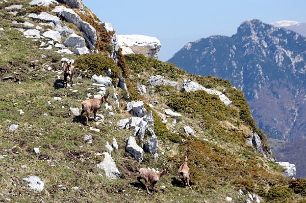 Camoscio d''Abruzzo Rupicapra pyrenaica ornata