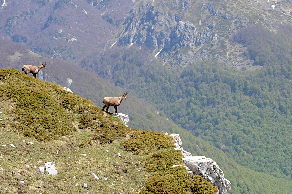 Camoscio d''Abruzzo Rupicapra pyrenaica ornata