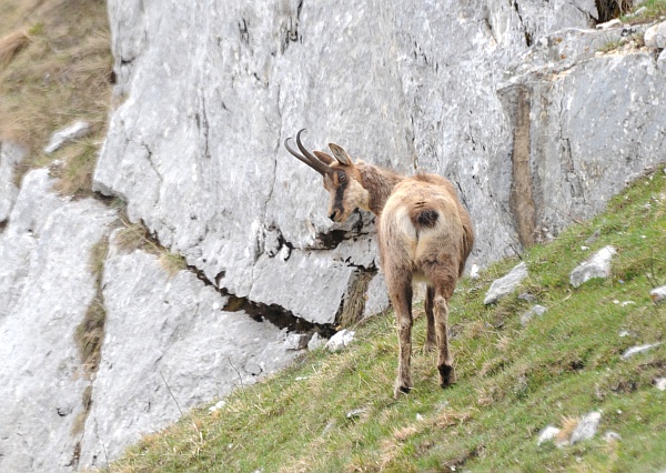 Camoscio d''Abruzzo Rupicapra pyrenaica ornata