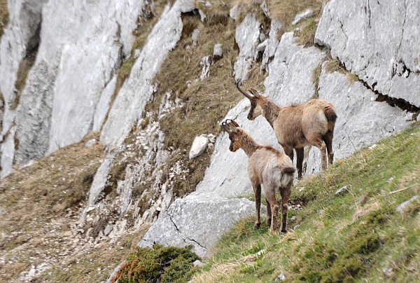 Camoscio d''Abruzzo Rupicapra pyrenaica ornata
