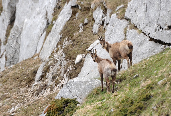 Camoscio d''Abruzzo Rupicapra pyrenaica ornata