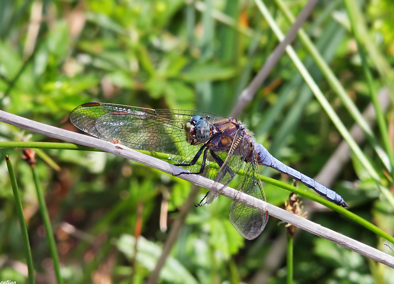 Orthetrum coerulescens??