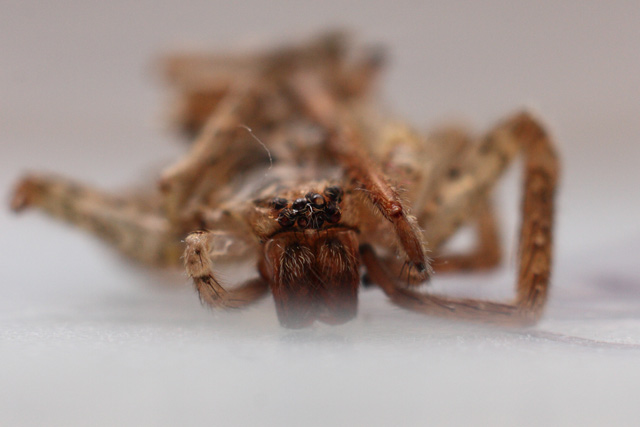 Zoropsis sp.
