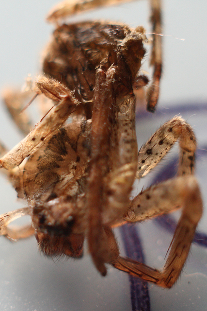 Zoropsis sp.