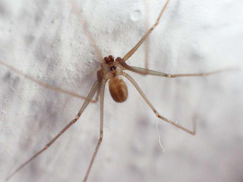 Pholcus opilionoides