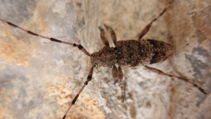 Cerambycidae della Grecia:  Acanthocinus reticulatus