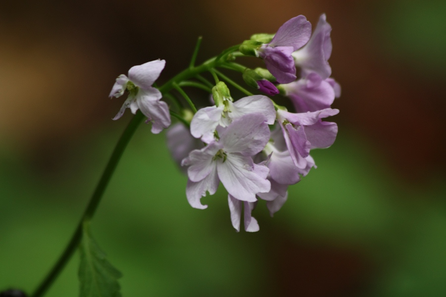 Cardamine bulbifera