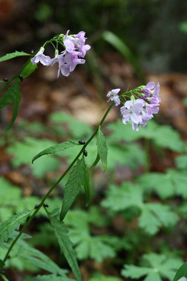 Cardamine bulbifera