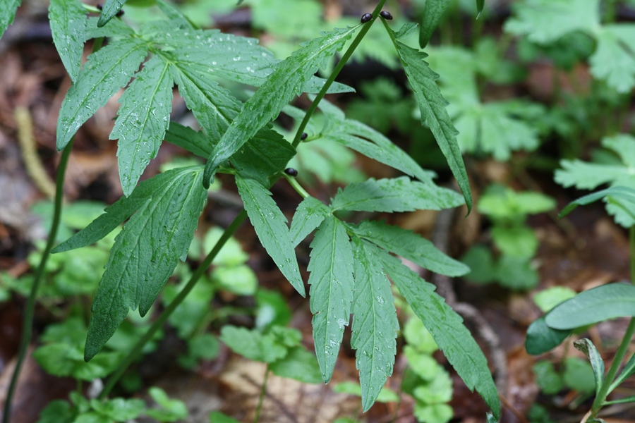 Cardamine bulbifera