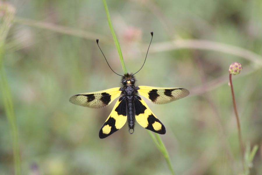 Libelloides macaronius della Grecia