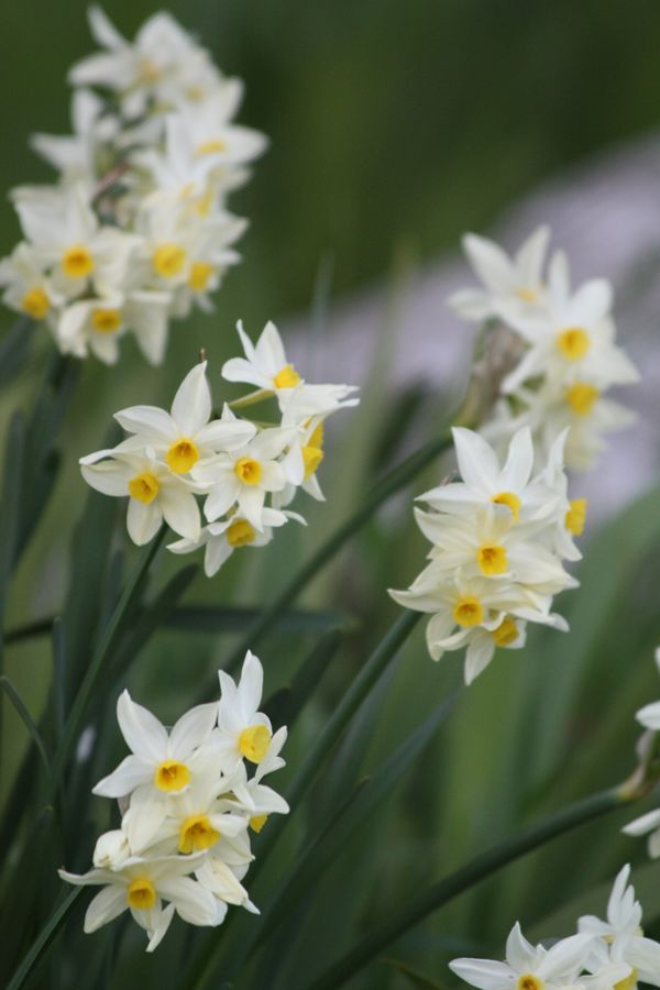 Narcissus tazetta L.