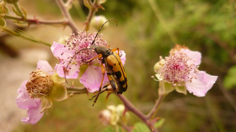 Rutpela maculata? (della Grecia)