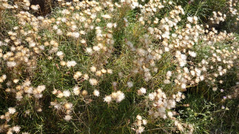 Ptilostemon chamaepeuce della Grecia