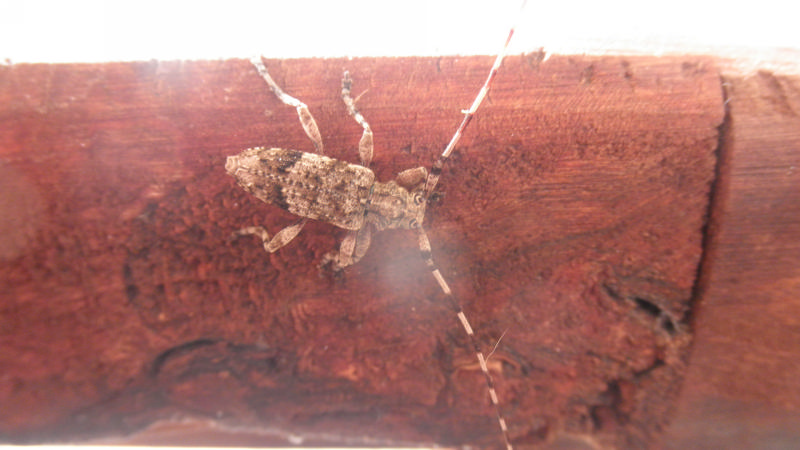 Cerambycidae della Grecia:  Acanthocinus reticulatus