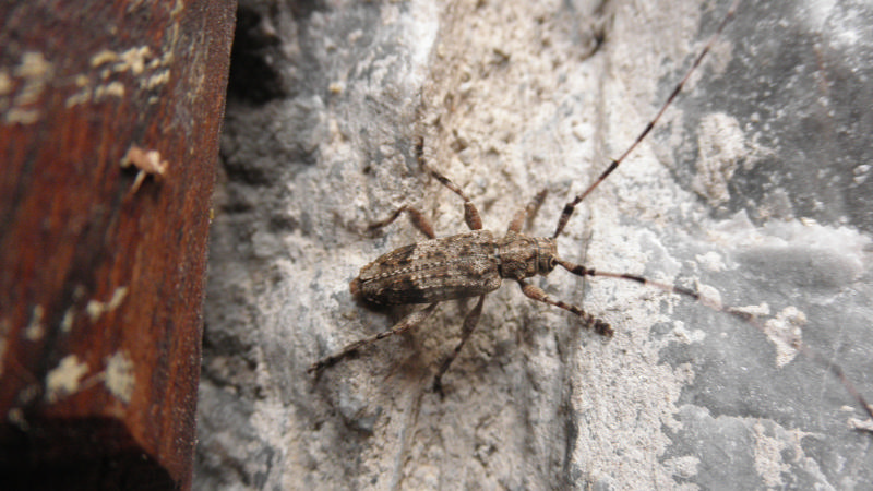 Cerambycidae della Grecia:  Acanthocinus reticulatus