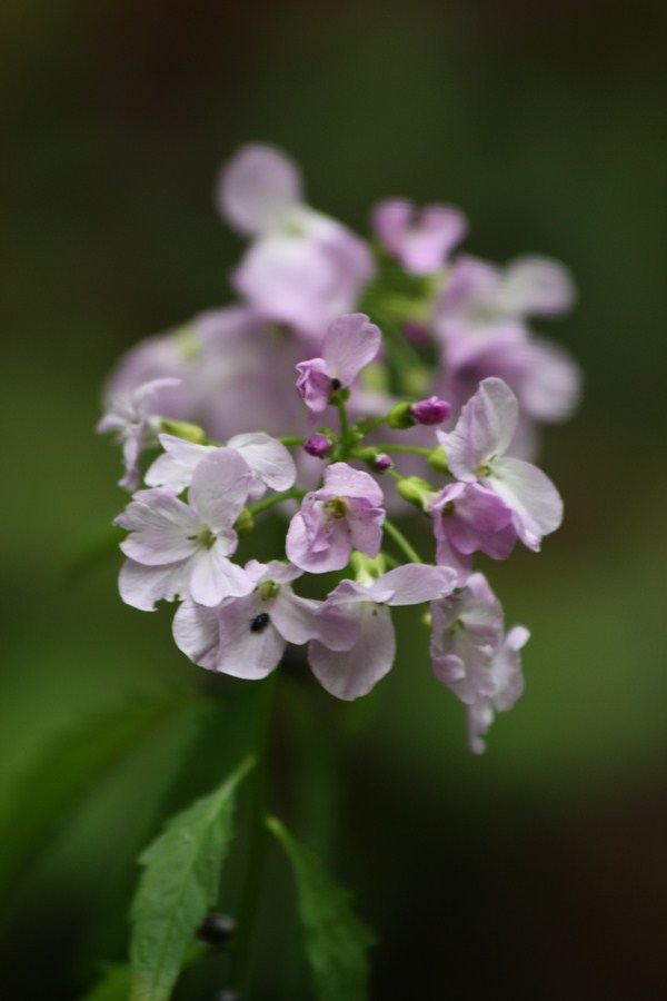 Cardamine bulbifera