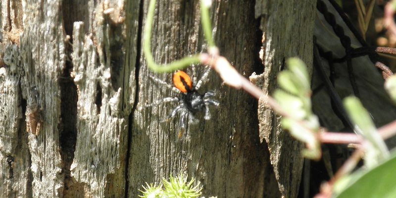 Philaeus chrysops