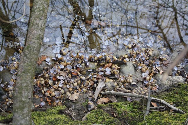 impronta da identificare