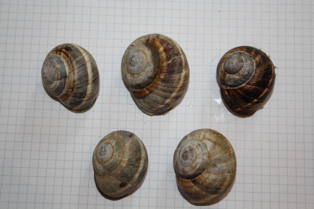 conferma id e quesito ecologico