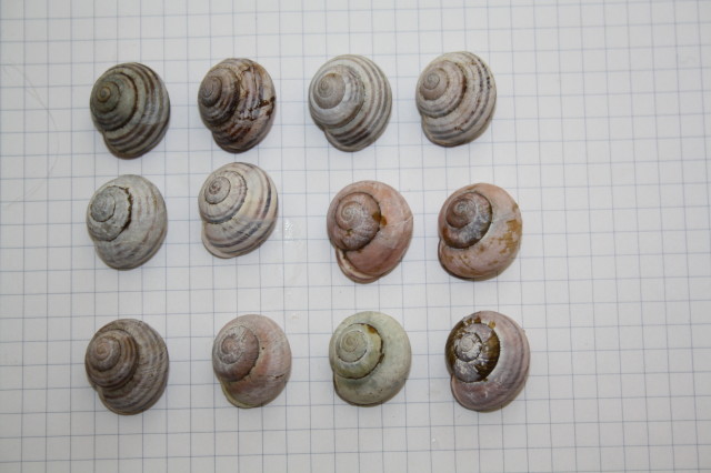 Cepaea nemoralis con labbro bianco