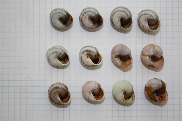 Cepaea nemoralis con labbro bianco