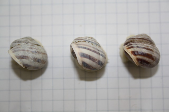 Cepaea nemoralis con labbro bianco