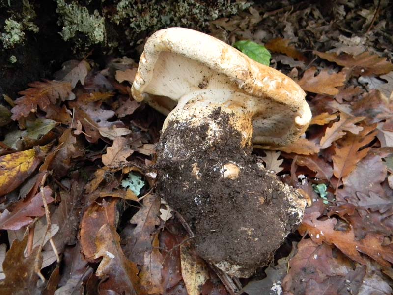 Ritrovamento del12.11.2010