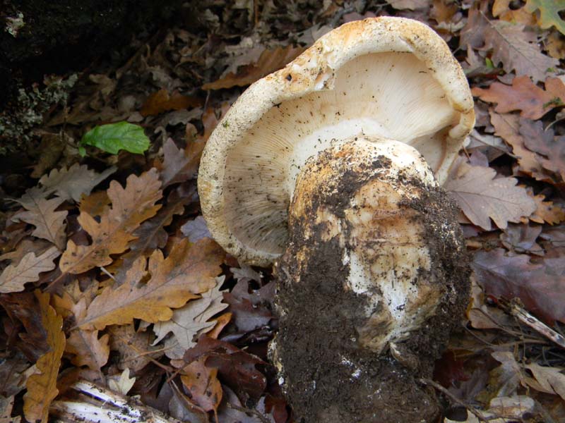 Ritrovamento del12.11.2010