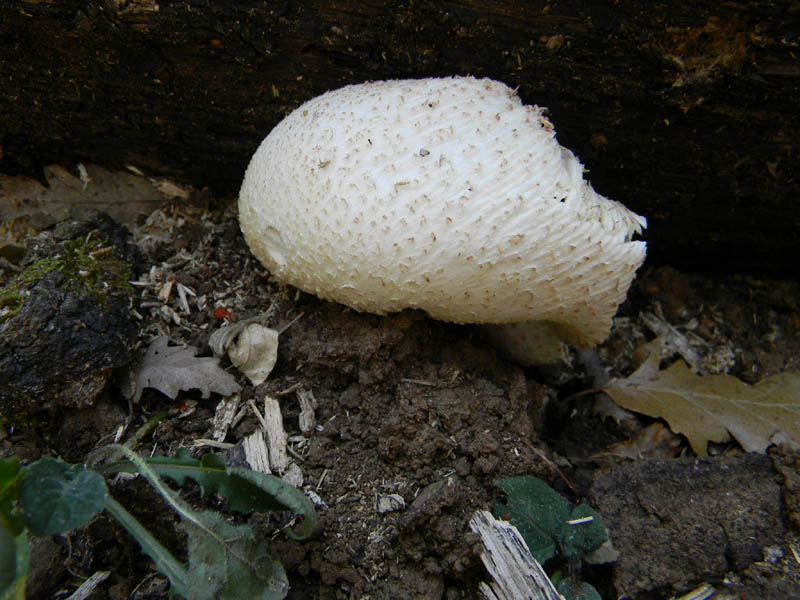 Agaricus fotog. il 24.08.2010