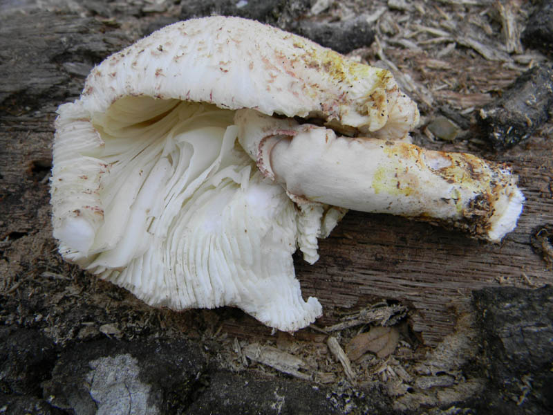 Agaricus fotog. il 24.08.2010