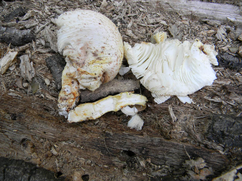 Agaricus fotog. il 24.08.2010