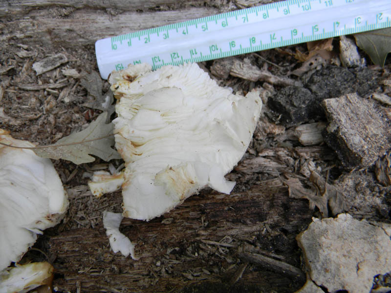Agaricus fotog. il 24.08.2010