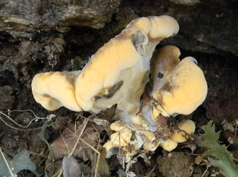 Fotog. il 27.08.2010.  una variet del Meripilus giganteus?