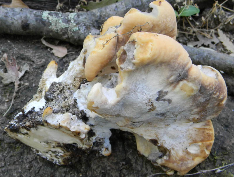 Fotog. il 27.08.2010.  una variet del Meripilus giganteus?