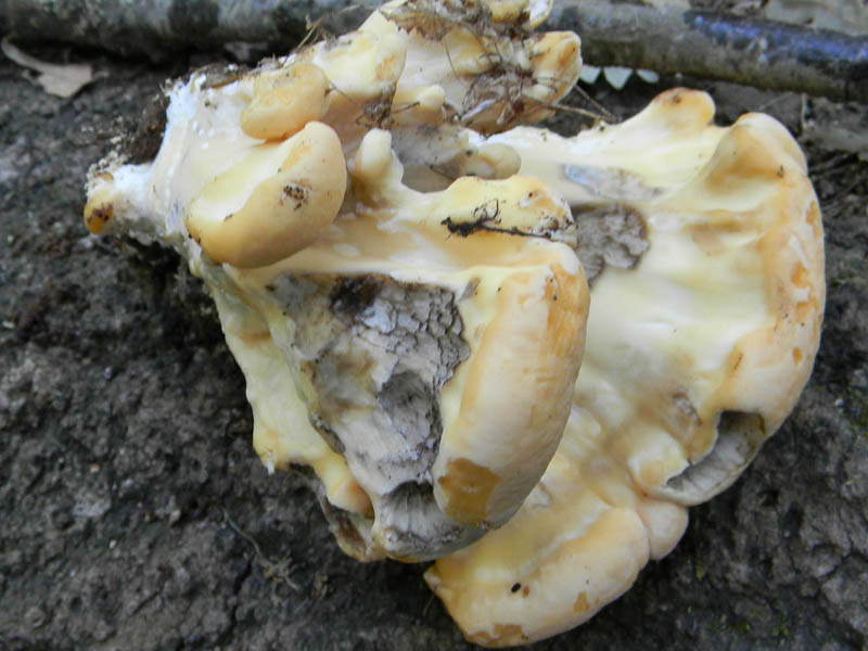 Fotog. il 27.08.2010.  una variet del Meripilus giganteus?