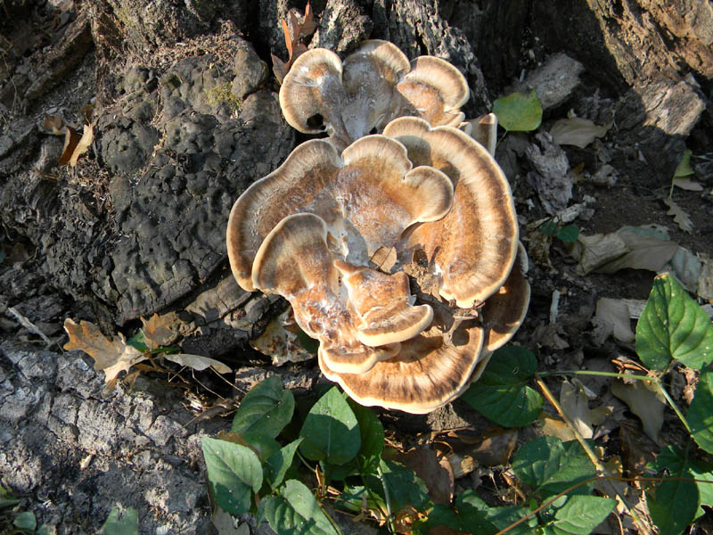 Meripilus giganteus fotog. il 27.08.2010.