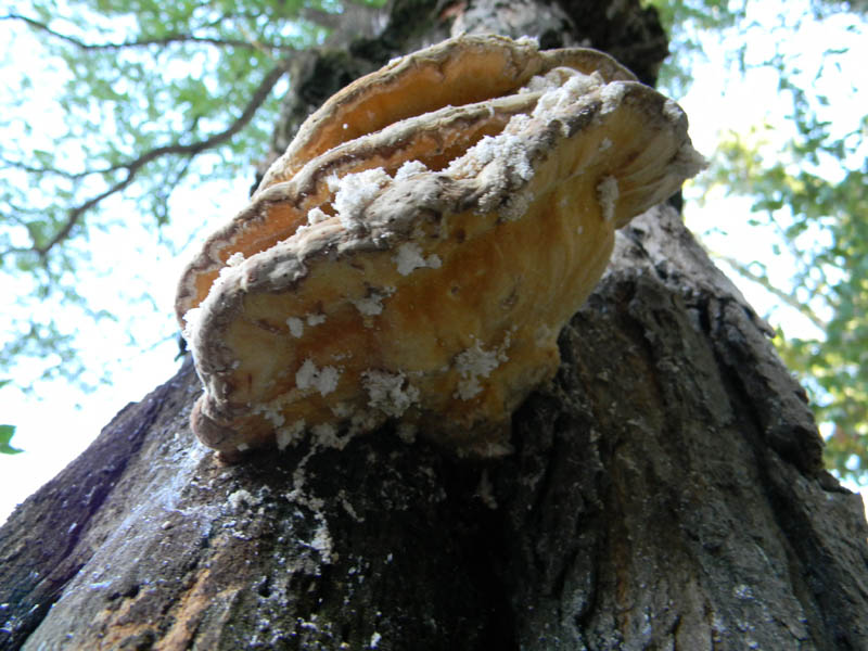 Legnicolo fotog. il 10.09.2010