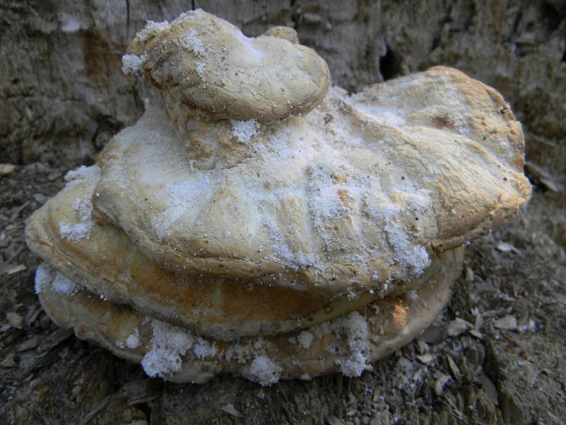 Legnicolo fotog. il 10.09.2010