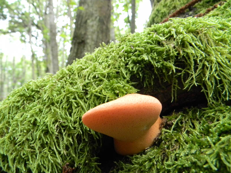Ritrovamenti del14.09.2010.bosco di castagmo