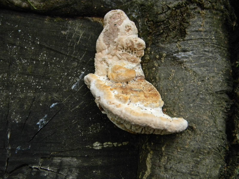 Ritrovamenti del14.09.2010.bosco di castagmo