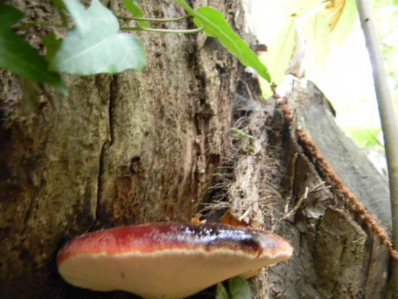 Escursione 1.10.2010