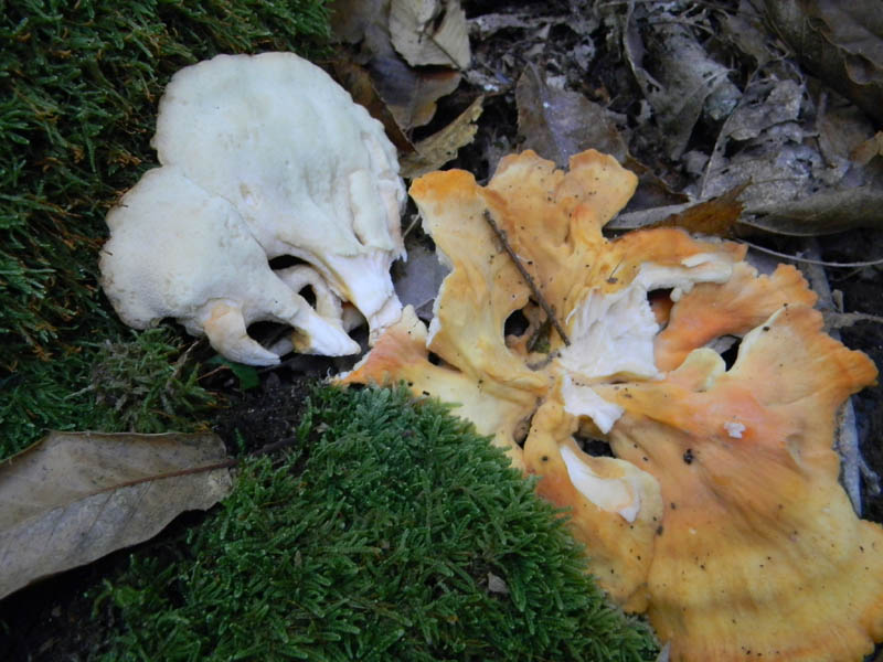 Escursione 2.10.2010.solite cose