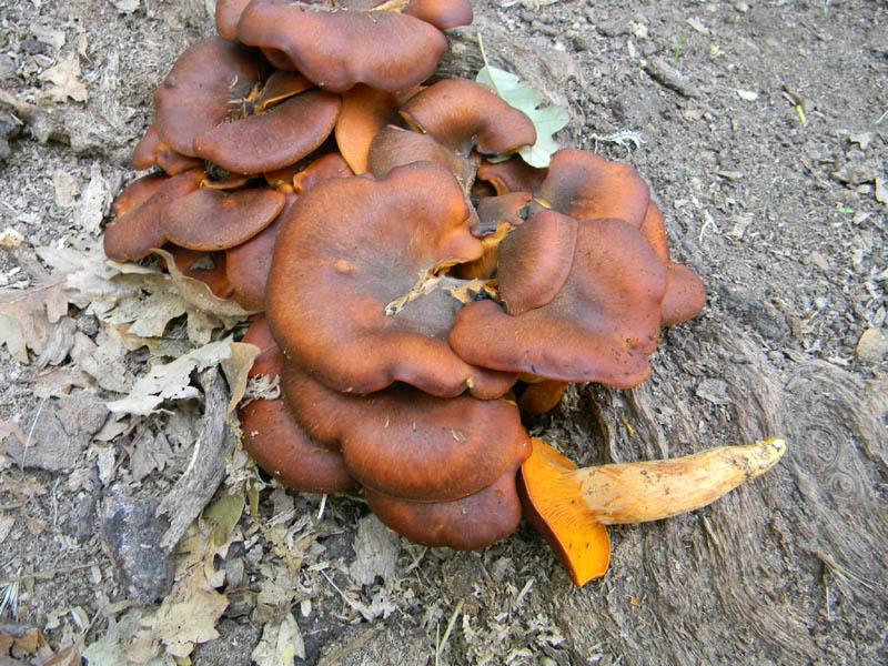 Escursione 1.10.2010