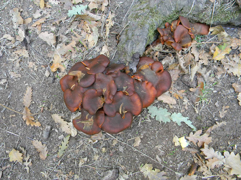 Escursione 1.10.2010