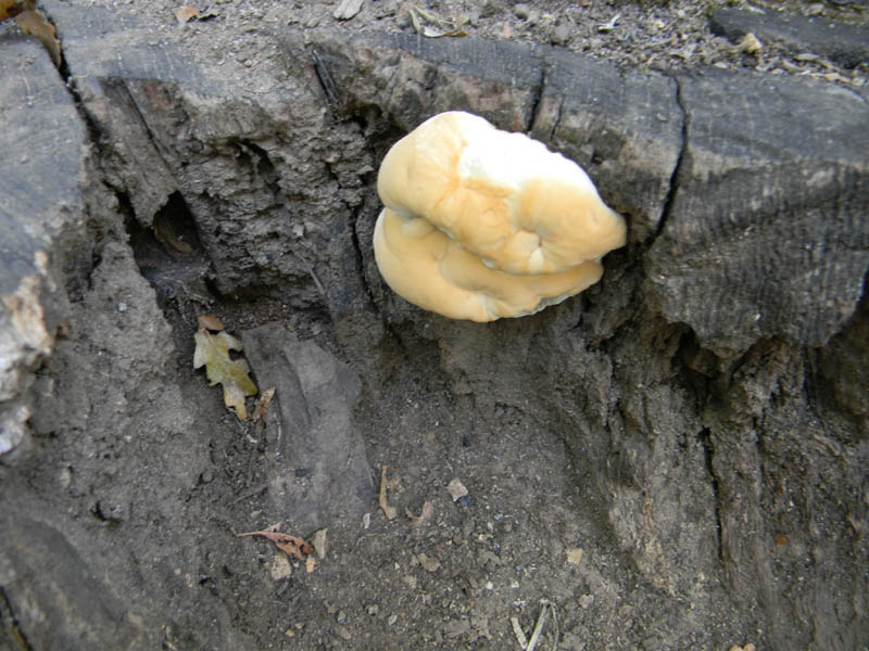 Escursione 2.10.2010.solite cose