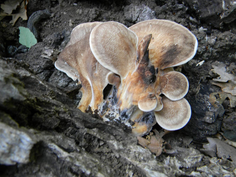 Escursione 1.10.2010