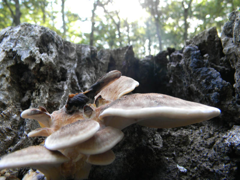 Escursione 1.10.2010