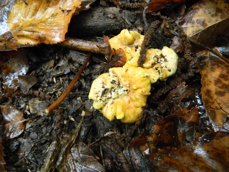 Escuesione del 5.10.2010.