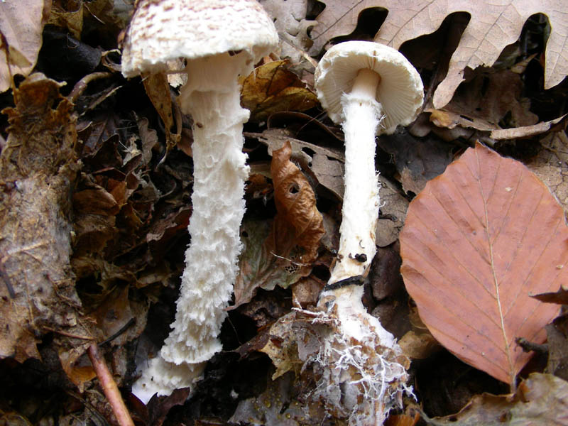 Lepiota clypeolaria (vecchio ritrovamento)