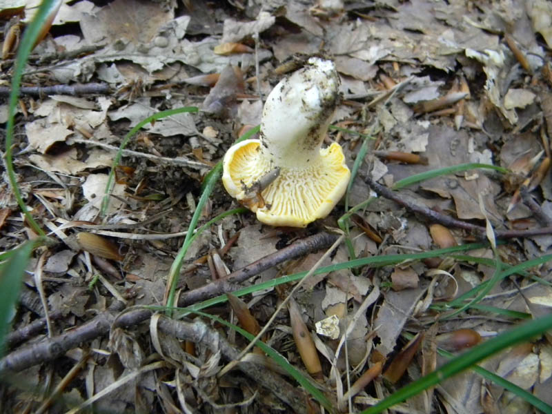 Escursione 8.10.2010.